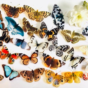 3D Decorative Butterflies x 27, 3D Butterfly Art, Wedding Embellishments, Craft Supplies, Craft Butterflies, Butterfly Wall Art Decals image 5