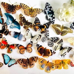 27 x 3D Decorative Butterflies, Butterfly Wall Art Decals, Wedding Stationary Embellishments, Craft Supplies, Realistic Specimen Die Cuts