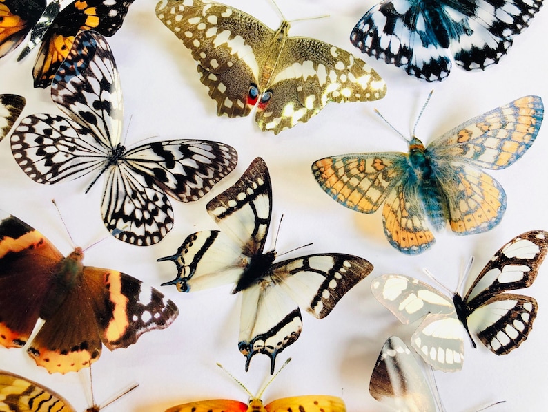 3D Decorative Butterflies x 27, 3D Butterfly Art, Wedding Embellishments, Craft Supplies, Craft Butterflies, Butterfly Wall Art Decals image 10