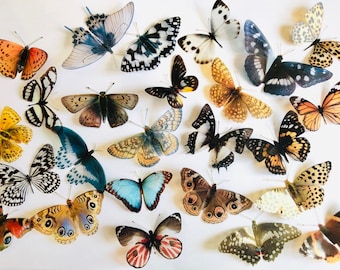 25 x Ethical Taxidermy Butterflies, Faux Entomology Frame, Cruelty-Free Butterfly Specimen, Shadow Box Butterfly Art, Vegan Taxidermy