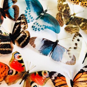 3D Decorative Butterflies x 27, 3D Butterfly Art, Wedding Embellishments, Craft Supplies, Craft Butterflies, Butterfly Wall Art Decals image 7
