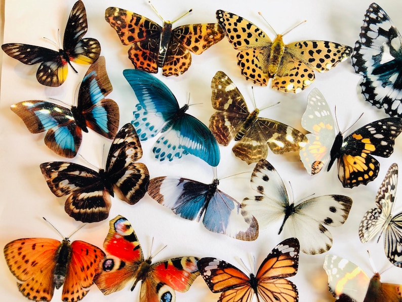 3D Decorative Butterflies x 27, 3D Butterfly Art, Wedding Embellishments, Craft Supplies, Craft Butterflies, Butterfly Wall Art Decals image 6