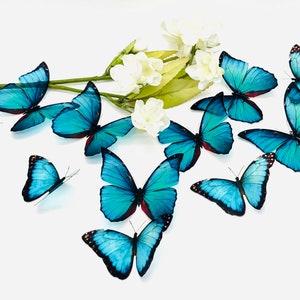 May include: A group of blue butterflies with black markings and red accents are arranged on a white background. The butterflies are scattered around a sprig of white flowers.