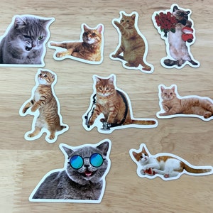 Autocollants en vinyle avec chat mignon, chaton, miaou, amour d'animal de compagnie, collection, enfants, adolescents, adultes, cadeau, travaux manuels