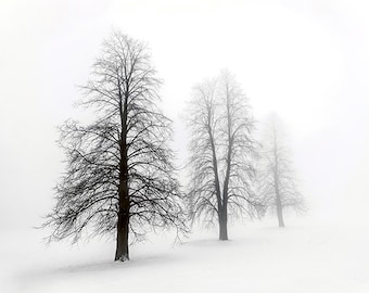 Winter Trees in Fog - SKU 0226