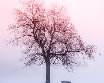 Winter Trees in Fog - SKU 0229