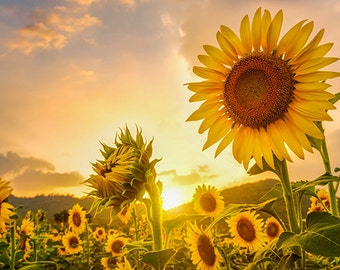 Sunflowers at Sunset - SKU 0224