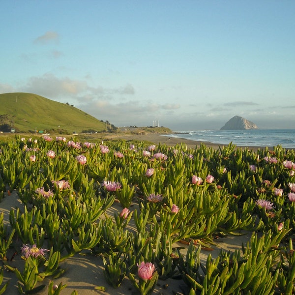 Morro Bay California Ice Plant Flowers at Sunset