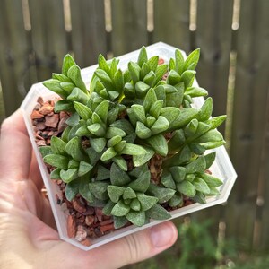 Haworthia Turgida clump - live succulent plant
