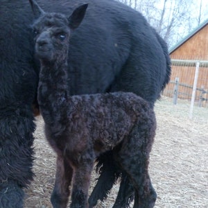 Baby Alpaca Digital print for 8x10 Instant Download Black Alpaca Photo Print Alpaca Farm