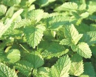 100+ Lemon Balm Seeds - USDA Certified Organic Seeds - Perennial - attracts bees - mint family - herb