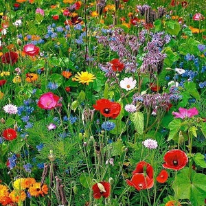 May include: A vibrant wildflower meadow with a variety of colourful blooms, including red poppies, blue cornflowers, yellow daisies, and pink wildflowers. The meadow is lush and green, with tall grasses and wildflowers.