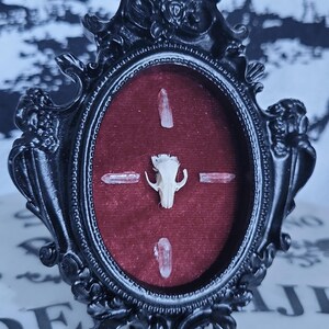 May include: Ornate black framed display featuring a small animal skull and four clear quartz crystals set against a deep red velvet background. The frame has an oval shape with decorative detailing.