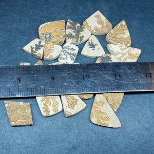 May include: A collection of flat, triangular and irregular shaped dendritic agate stones featuring tan, beige, and cream colors with dark brown or black fern-like inclusions. A stainless steel ruler is placed across the stones, showing a scale in inches.
