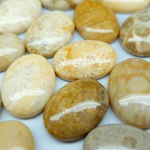 May include: A collection of polished, oval-shaped fossil coral stones in various shades of tan, beige, and golden brown. Each stone features distinct, intricate star-like patterns embedded within the smooth, glossy surface of the natural rock.