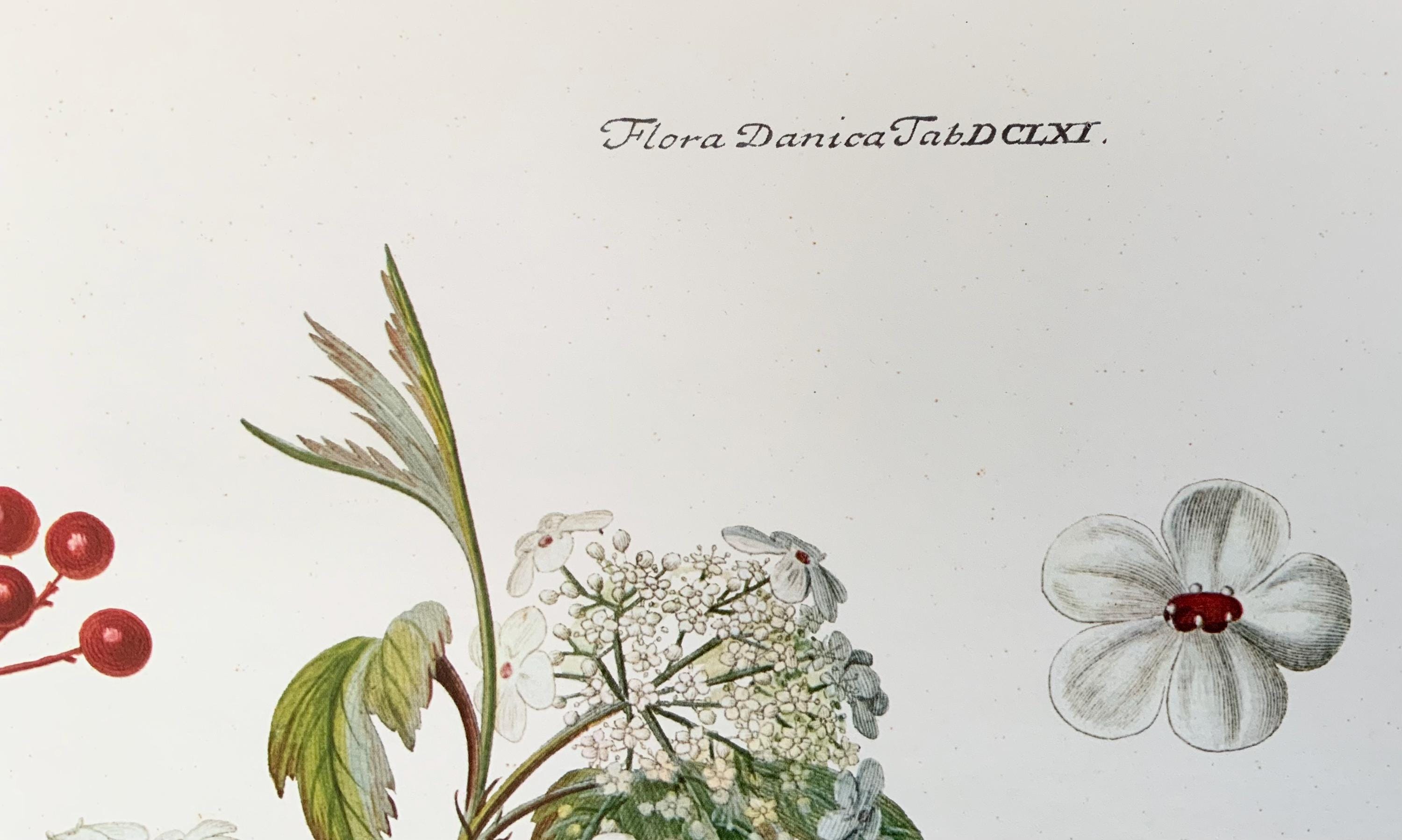 Flora Danica, Danish Botanical Print. - Etsy
