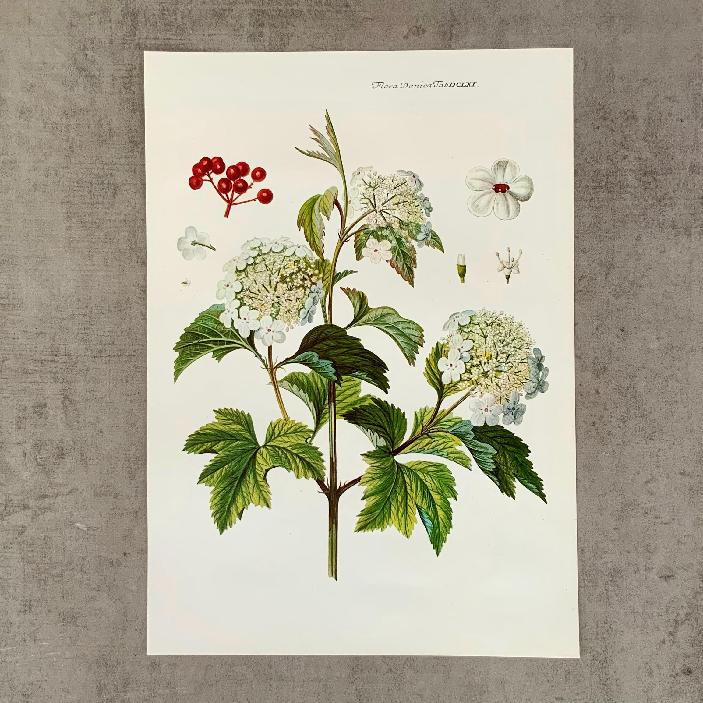 Flora Danica, Danish Botanical Print. - Etsy