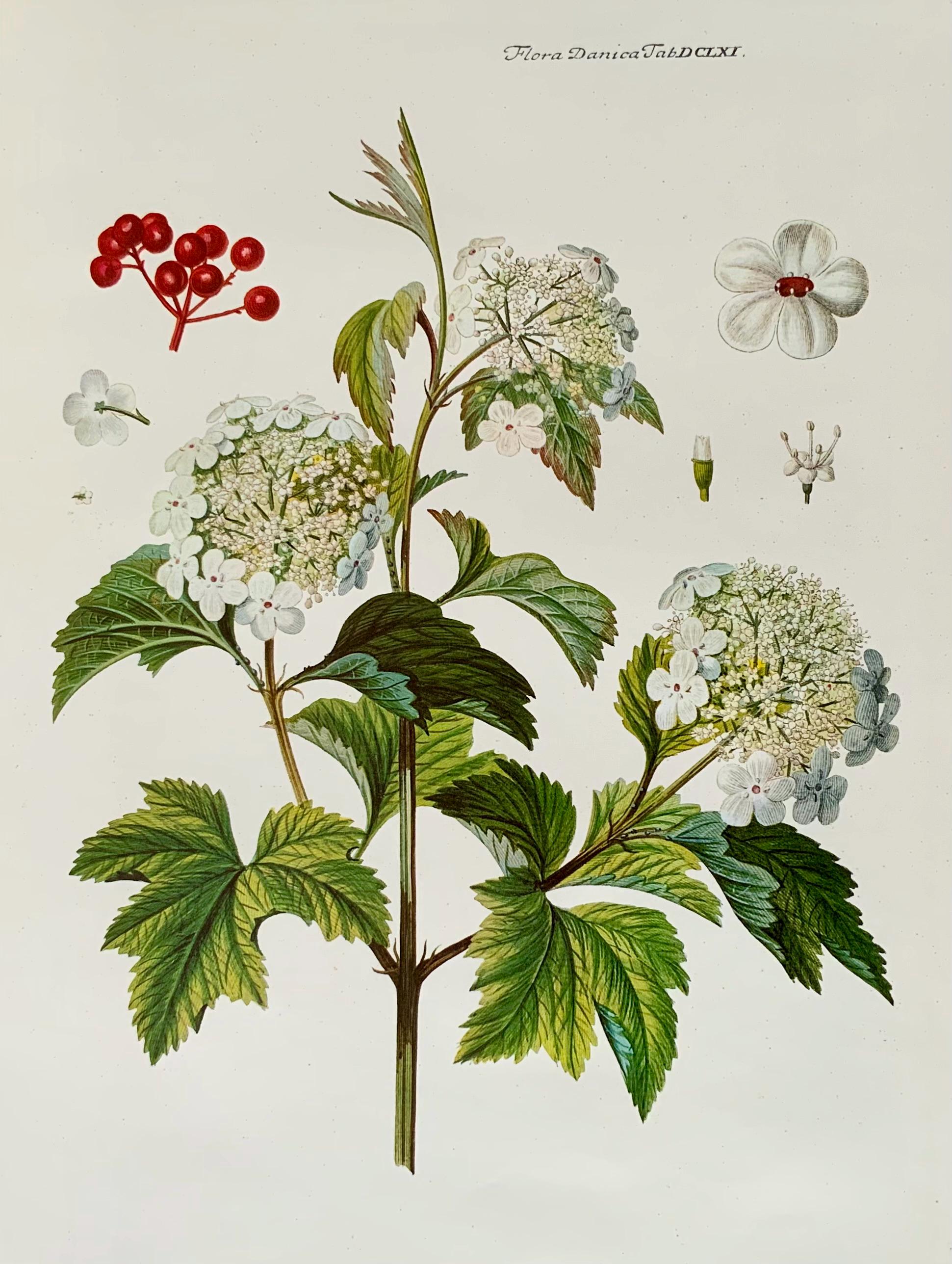 Flora Danica, Danish Botanical Print. - Etsy