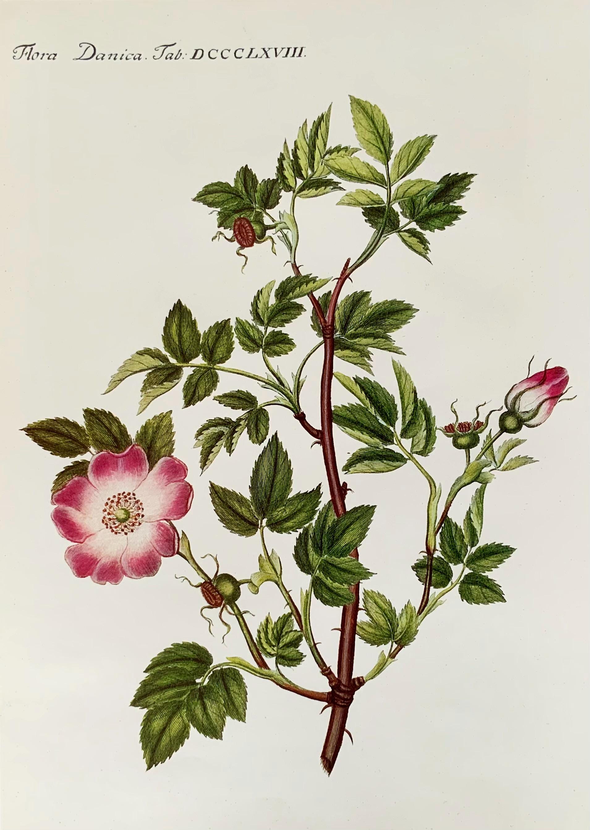 Flora Danica, Danish Botanical Print. Wild Rose. - Etsy