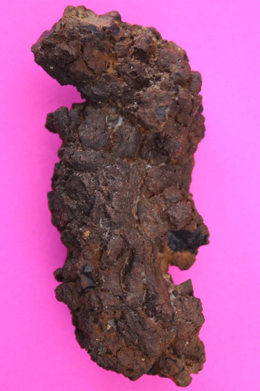 Giant Lizard Poop 5 Million Years Old Coprolite Genuine Fossil Dino ...