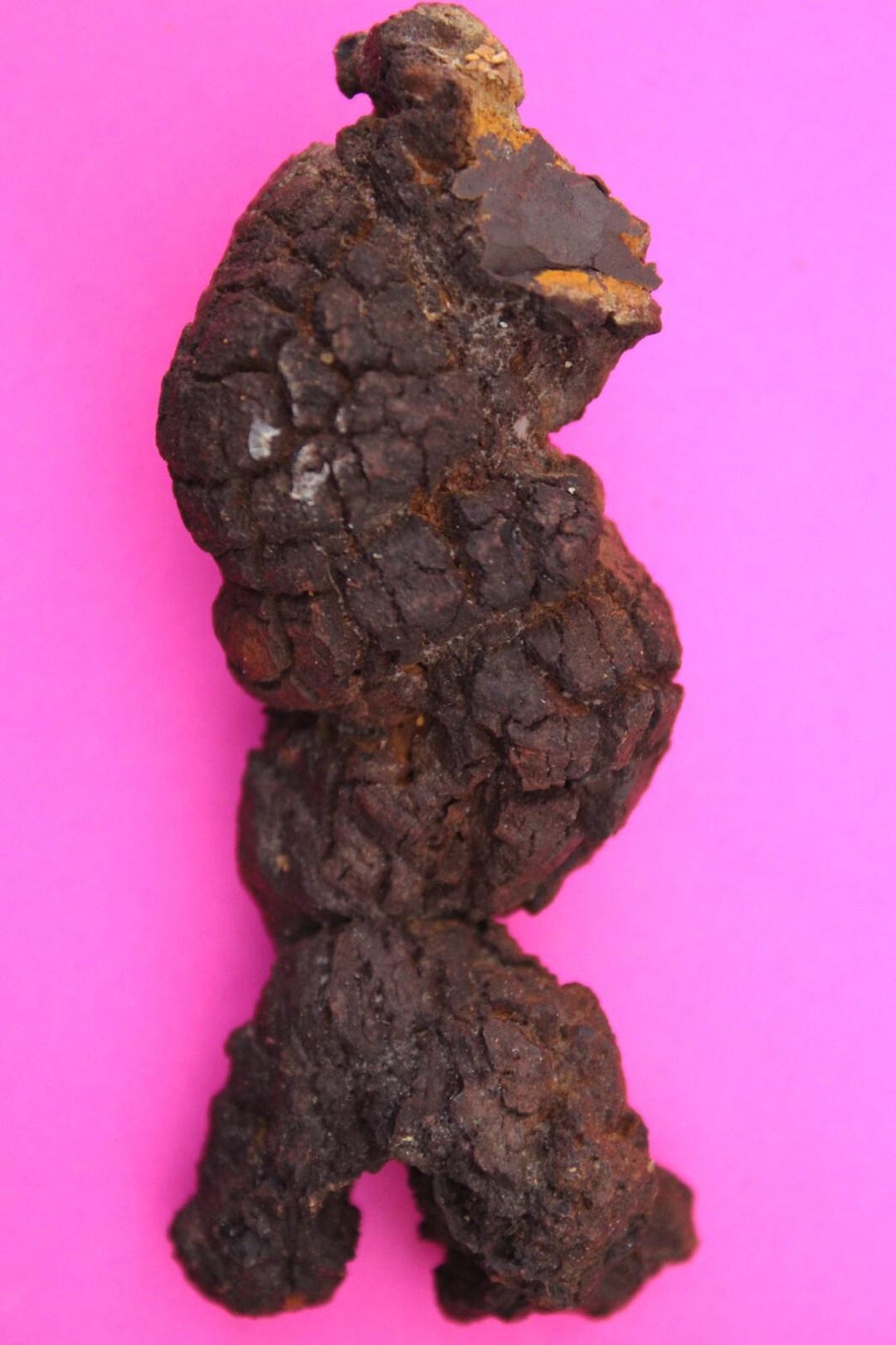 Giant Lizard Poop 5 Million Years Old Coprolite Genuine Fossil Dino ...