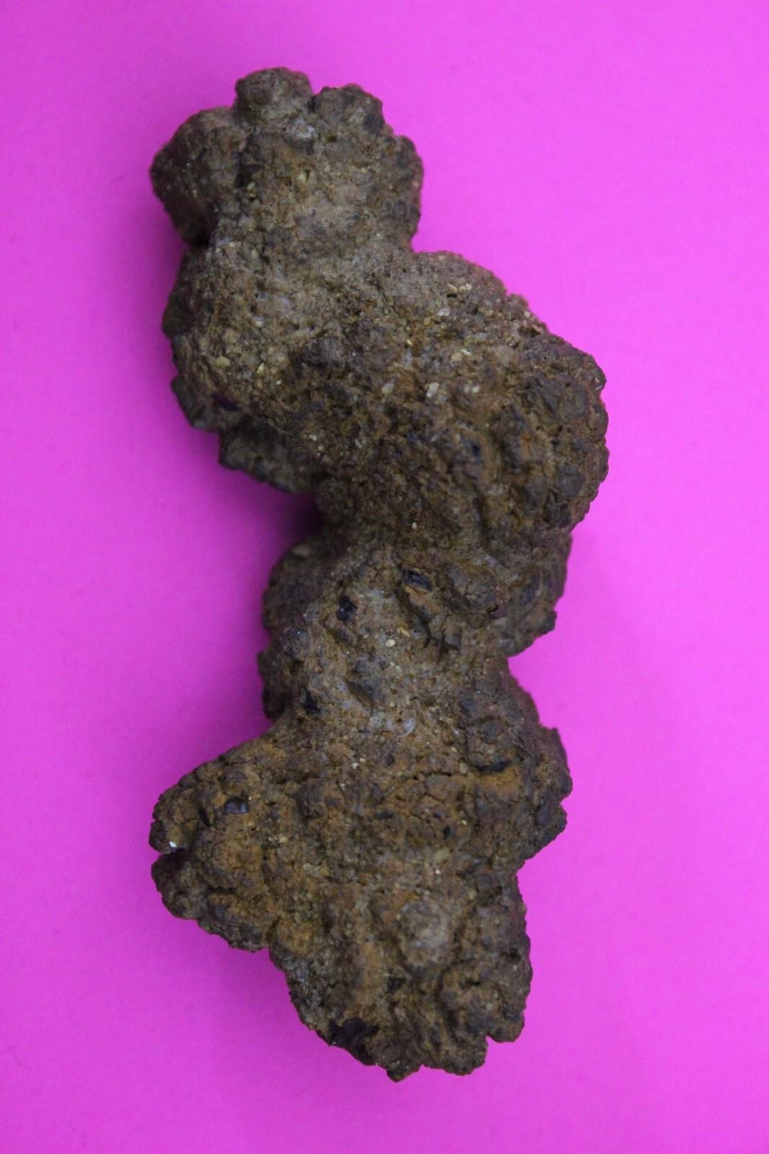 Lizard Popp Giant Lizard Poop 5 Million Years Old Coprolite Genuine Fossil Dino ...