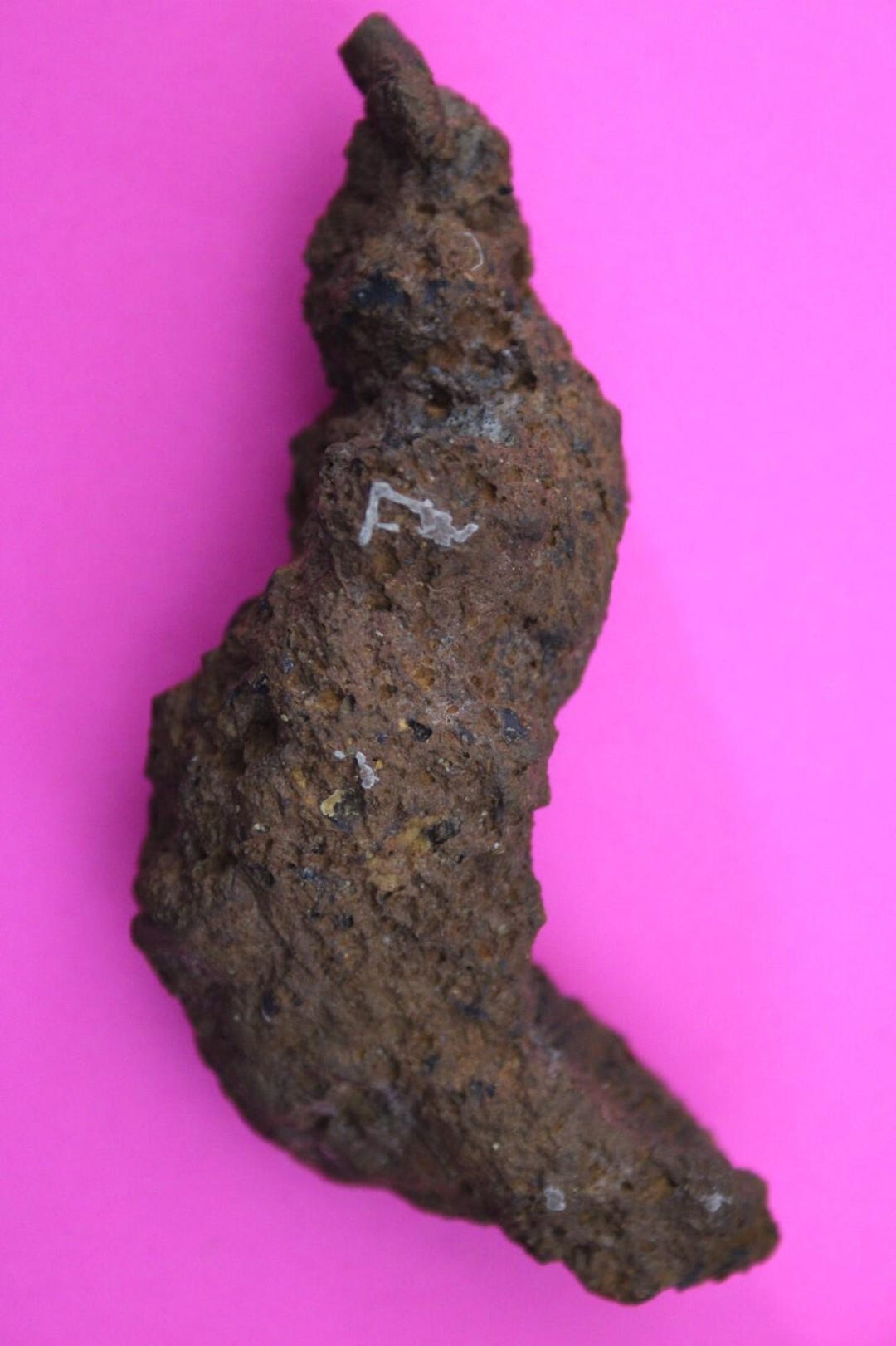 Giant Lizard Poop 5 Million Years Old Coprolite Genuine Fossil Dino ...