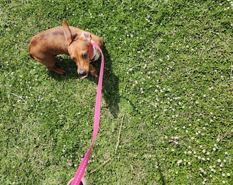 Leitura de energia de todos os animais