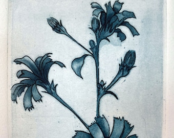 Mary Westring "Cornflower" etching