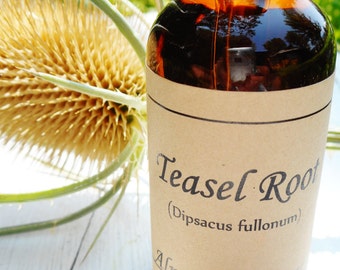 Organic Teasel root herbal extract tincture