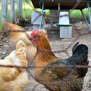 8x10&quot; Chickens in Motion Photo Print | Bird, Farm Photography | Country, Farmhouse Home Decor | Rustic Hen Wall Art, Gifts