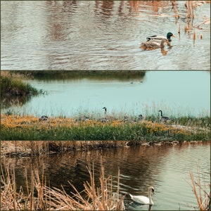 Michigan Waterfowl Notecard Set: Bird Photography Stationery | Canadian Geese, Mute Swan, Mallard Ducks