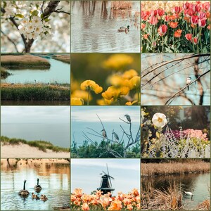 May include: A collage of nature scenes featuring a variety of elements. The images include close-ups of white blossoms, a duck swimming in water, vibrant red and orange tulips, a river with geese, yellow flowers, a bird on a branch, a coastal view, birds on branches, and a windmill.