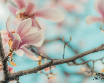 Single Magnolia | Spring Flower Photo Print | Nature Photography | Pastel Pink and Blue Floral Gifts for Mom | Springtime Magnolia Blossom