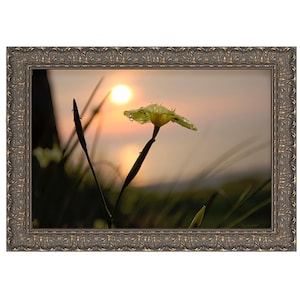 Digital Download Print, Beach Flower, Sunrise, Photo, Wall Art, Cards , Print Yourself 4x6, 6x9, 8x12, 12x18, 16x24, 20x30, 24x36