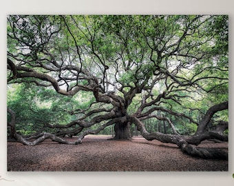 Angel Oak Tree/Charleston/South Carolina/Nature Landscape/Fine Art Photo/Huge Oversized Wall Decor/Extra Large/Canvas, Metal, Paper Print