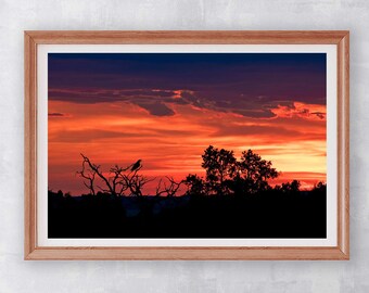 Bird/Sunset/Silhouette/Nature Landscape/Fine Art/Arches National Park/Utah Photo/Sm to Oversized Wall Decor/Metal,Canvas,Paper Prints