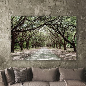 Savannah Georgia/Spanish Moss/Wormsloe Plantation/Live Oak Alley/Fine Art Photo/Nature Landscape/Sm- Extra Large/Metal, Canvas, Paper Prints