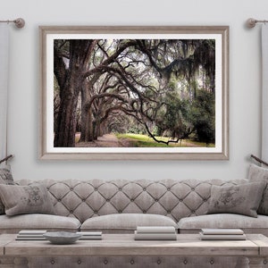 May include: A framed photograph of a path lined with moss-draped oak trees. The trees are in a forest setting with a green grassy area in the background. The photograph is in a light wood frame.