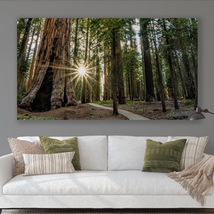Sequoia National Park/California Redwoods/Trail/Sun Rays/Nature Landscape/Fine Art Photography/Panorama/Sm-Extra Large/Metal Canvas Paper