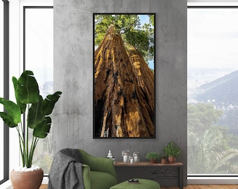 Giant Redwoods/Sequoia National Park/Fine Art/California/Nature Landscape/Tall Thin Panorama/Extra Large Wall Decor/Metal Canvas Paper Print