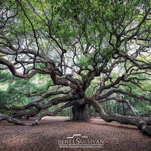May include: A large, ancient oak tree with sprawling branches reaching out in all directions. The tree is surrounded by a carpet of fallen leaves.