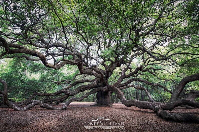 May include: A large, ancient oak tree with sprawling branches reaching out in all directions. The tree is surrounded by a carpet of fallen leaves.