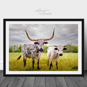 Bulls Cows Livestock: Texas Longhorns Fine Art Photo, Rustic Cowboy Decor | Canvas, Metal, Paper Prints | Multiple Sizes image 2