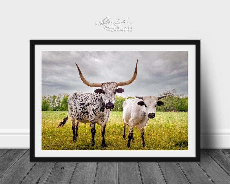 Bulls Cows Livestock: Texas Longhorns Fine Art Photo, Rustic Cowboy Decor | Canvas, Metal, Paper Prints | Multiple Sizes image 2