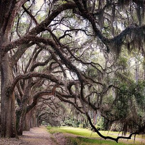 May include: A path lined with tall, moss-draped oak trees in a forest setting. The trees have thick trunks and branches that arch over the path, creating a tunnel-like effect. The path is covered in fallen leaves and leads to a grassy clearing in the distance.