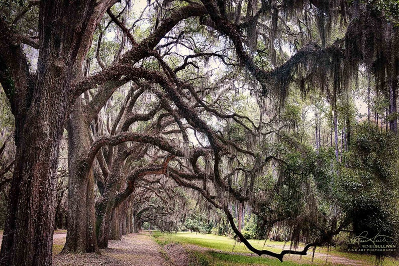 May include: A path lined with tall, moss-draped oak trees in a forest setting. The trees have thick trunks and branches that arch over the path, creating a tunnel-like effect. The path is covered in fallen leaves and leads to a grassy clearing in the distance.