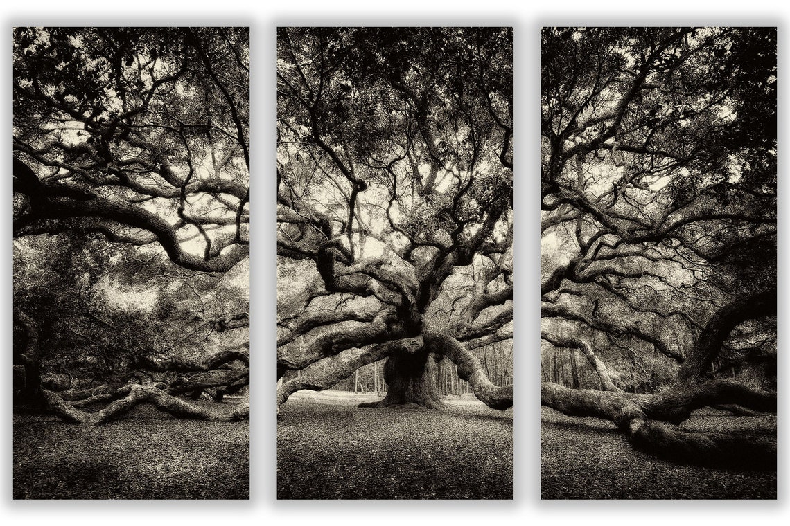 Angel Oak Tree/canvas Triptych/extra Large Wall Decor/fine Art Etsy