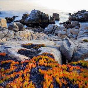 California Coast/Nature Landscape/Fine Art Photography/17 Mile Drive/Pebble Beach Photo/Sm to Oversized Wall Decor/Metal,Canvas,Paper Prints image 2