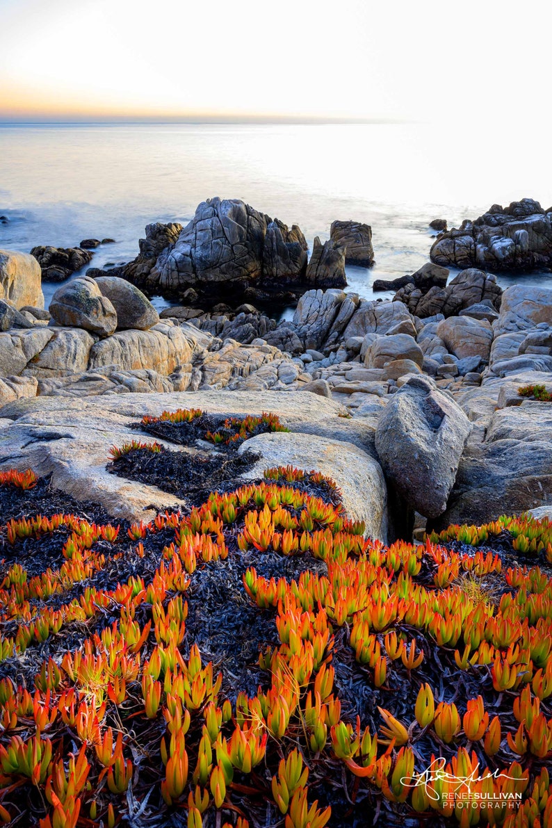 California Coast/Nature Landscape/Fine Art Photography/17 Mile Drive/Pebble Beach Photo/Sm to Oversized Wall Decor/Metal,Canvas,Paper Prints image 2